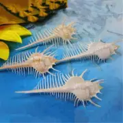 5PCS Venus Comb Indian Ocean Sea Shell Conch Beach Decoration Craft Gift 6~8cm