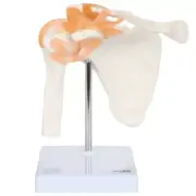 Human Anatomy Shoulder Joint Model w/ Ligaments Ligaments Base Medical Teaching