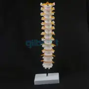 Lifesize Human 12 Thoracic Vertebrae Skeleton cervical Spine Anatomical Model