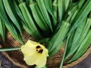 Okra, Clemsons Spineless - Heirloom Vegetable by Life-Force Seeds Australia