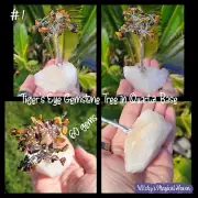 Tiger's Eye Gemstone Crystal Chip Protection Spiritual Tree Quartz Base