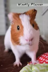 在飛比找博客來優惠-Weekly Planner: Guinea Pig Pet