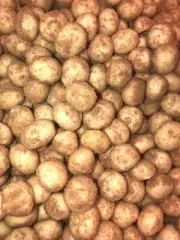 Freshly Roasted Wasabi macadamia nuts 900g Weight Bag