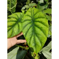 在飛比找蝦皮購物優惠-綠盾觀音蓮 Alocasia clypeolata/雨林植物