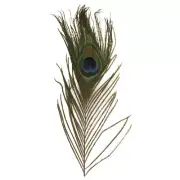 Feather Of Peacock, 25 CM, 3 Piece