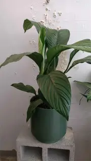 Peace Lily "Sensation" in Pink Pot (240mm)