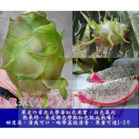 在飛比找蝦皮購物優惠-花田厝_水果苗--青龍火龍果( 白肉)--清甜爽口4.5吋盆