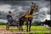 Amish Boys with Horse and Buggy - Metal or Canvas Photo Wall Art