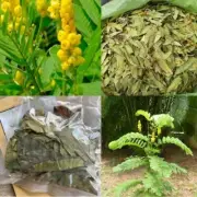 Dried Leaves Cassia Alata Candle Stick Supplement 50g Organic Natural Herb Pure