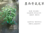 在飛比找Yahoo!奇摩拍賣優惠-心栽花坊-墨西哥鼠尾草/5吋/觀花植物/香草植物/售價150