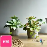 在飛比找momo購物網優惠-【Meric Garden】高仿真多肉植物療癒手工水泥小盆栽