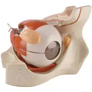 Denoyer Geppert Giant Eye in Boney Orbit 6 Times Full Size 5-Part Model 0182-00