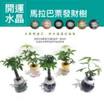 開運水晶馬拉巴栗發財樹-5入(開運水耕樹)