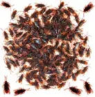 GXXMEI 200PCS Fake Roaches Toys Set, Realistic Fake Cockroaches Great Way to Pla