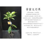 心栽花坊-黃蜜文芒果/4吋/水果苗/嫁接苗/芒果品種/售價250特價200