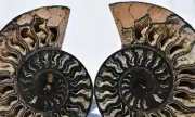 Pair Ammonite MultiColor Crystals 180mm XXLG 7.1" Dinosaur FOSSIL 110myo 3173xx
