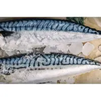 在飛比找蝦皮購物優惠-【海旭鮮の堅持】冷凍挪威薄鹽鯖魚片