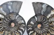 Large Black Ammonite Pair Crystals 110myo Dinosaur age Fossil 170mm 6.6" 9565aa