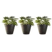 3x Northcote Pottery Leonard 20x18cm Self Watering Plant Pot Garden Decor Black