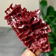 7GNatural Deep Red Coral Reef Cluster Marine Mineral Crystal Specimen
