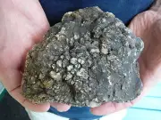 (DF844-148) Fossil REAL DINOSAUR POOP Coprolite Dino Valley Utah DUNG Poo Scat