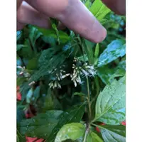 在飛比找蝦皮購物優惠-高士佛澤蘭【新中港花卉】蜜源 食草 植物