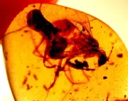 FIghting Worker Ant with Large Wasp in Burmite Amber Fossil Dinosaur Age