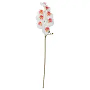 SMYCKA artificial flower, in/outdoor/Orchid white, 60 cm