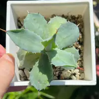 在飛比找蝦皮購物優惠-小仙肉🌵王妃甲蟹交種 🌵Agave 龍舌蘭多肉 龍什蘭 🌵1