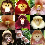 100 Rare Monkey Face Orchid Seeds Cymbidium Dracula Simia Flower Garden Plant AU