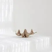 Zohi Interiors Clam Shell - Natural Look