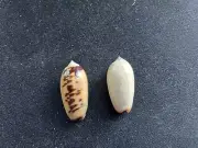 #0004 Pair of Oliva Ispidula, Clump Pt. Queensland, 25-27mm Sea Snail shells