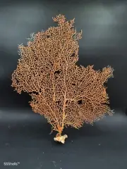 Large gorgonian sea fan soft coral Hamptons coast sea shell Collectors #9721