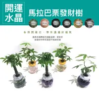 在飛比找momo購物網優惠-開運水晶馬拉巴栗發財樹-8入(開運水耕樹)