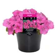 170mm Petunia Pink - Petunia hybrida