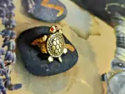 TRILLIONAIRE MAKER REAL MAGICK OCCULT Bless Brass Turtle Wealth Prosperity RING