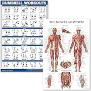 QuickFit Dumbell Workouts and Muscular System Anatomy Poster Set - Laminated 2 Chart Set - Dumbbell Exercise Routine & Muscle Anatomy Diagram - 18" x 27"