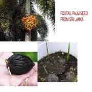 Foxtail Palm tree 10 Fresh Seeds plant for the Garden Free shipping world wide