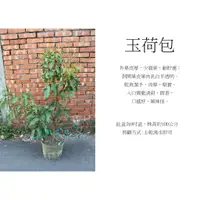 在飛比找蝦皮購物優惠-心栽花坊-玉荷包荔枝/9吋盆/荔枝品種/水果苗/售價500特