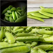 Pea (Sugarsnap) - Cascadia seeds