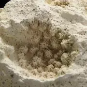 CORAL FOSSIL - Upper Jurassic - Wierzbica quarry- POLAND 1G79