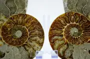 Dinosaur PAIR Ammonite Multi-Color Crystals XL 130mm 110myo FOSSIL 5.2" e4955uu