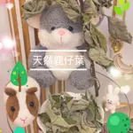 🐭芯有所鼠🐹純天然鹿仔葉🍃香酥脆 天竺鼠🐰兔子🐱龍貓草食動物皆可食