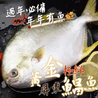 在飛比找momo購物網優惠-【一手鮮貨】東港黃金鯧魚(2尾組/單尾殺清前500g)