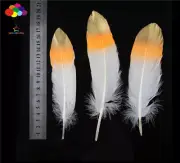10-100PCS two-color gold Orange 15-20cm/6-8inch goose Feathers