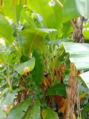 Naturally Dried banana leaves organic care fish Aquarium shrimp 20 pcs Ceylon
