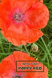 [Adria Shine] Spring Colors – Poppy Red Notebook: Special Notice Book To Memorize, Draw, Write, Sketch, Paint And Freeze In Pictures All Beautiful Moments Of Spring In Poppy Red