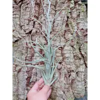 在飛比找蝦皮購物優惠-空鳳 阿比達X花中花 Tillandsia albida X