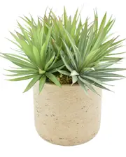 Creative Displays Green & White Plant in Glass Vase with Shells