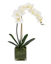 Creative Displays Orchid Arranged In Glass Vase with Moss